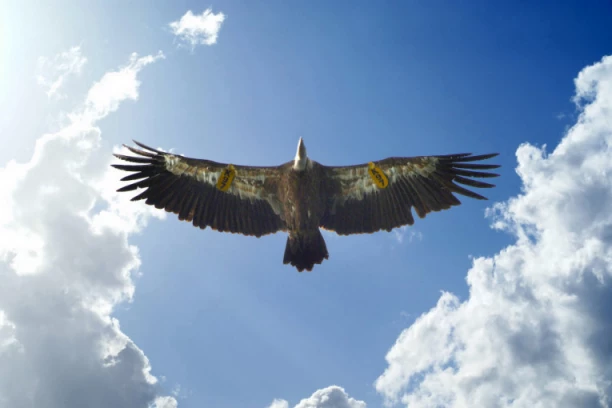 NAKON LETA dugog 2.800 kilometara vratio se kući! BELOGLAVI SUP TESLA ponovo u KANJONU UVCA!