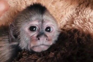 HOROR! Žena (37) MONSTRUM plaćala snimke mučenja i ubijanja životinja! Male bebice palili i stavljali u BLENDERE!