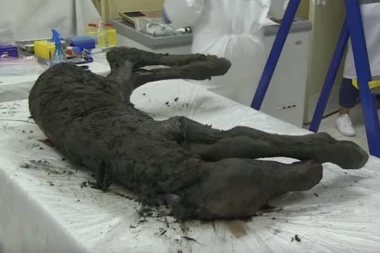 (VIDEO) Naučnici pokušavaju da ožive fosil star 42.000 godina