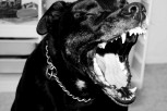 STRAVIČNA SCENA U PANČEVU: Vlasnički psi izujedali ženu nasred ulice, hitno operisana