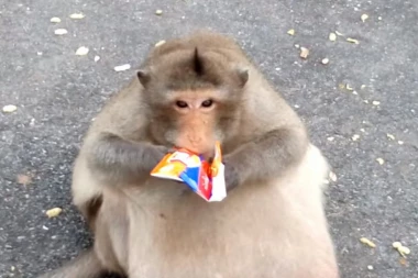 (VIDEO) NE GINE MU DIJETA: Ovom majmunu se stomak vuče po podu!