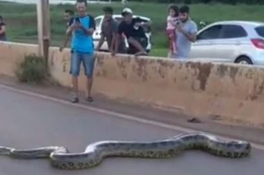 (VIDEO) Jeziv snimak ogromne zmije nasred ulice: Saobraćaj bio zaustavljen