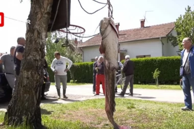(VIDEO) Dobar ulov na Moravi: Vojkan upecao soma od 55 kilograma