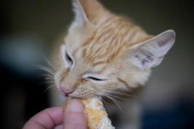 Ovo su najčešće ZABLUDE o mačkama