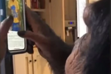 (VIDEO) PAMETNICA: Ova šimpanza zna da koristi Instagram