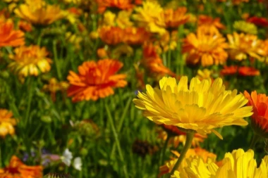 NEVEN SMIRUJE UPALU ŽUČI: Narodna medicina protiv kamenčića u žučnoj kesi