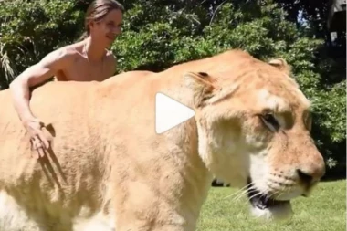 (VIDEO) Ovo je najveći lav na svetu