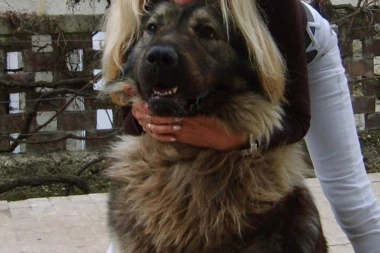 Profesorka podlegla povredama: Posle udesa kod Ade ciganlije, nastavnica preminula u Urgentnom centru!