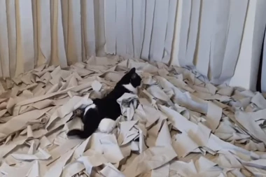 (VIDEO) Kakvo oduševljenje! Pustili mačku u sobu punu toalet papira, a onda je krenuo juriš...