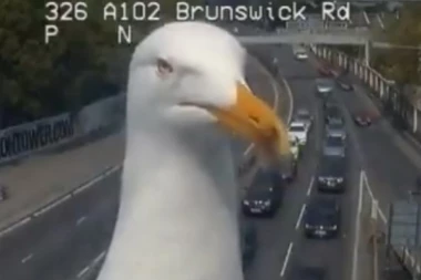 (VIDEO) Hit na društvenim mrežama: Galebovi sleteli na nadzornu kameru u Londonu i postali "zvezde"!