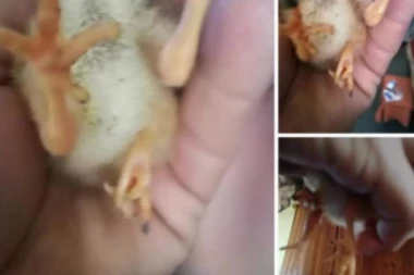 (FOTO) ČUDO KOD RAJKA! U Kragujevcu se izleglo neobično pile, a gazdi poručuju da će da ima 3 bataka!