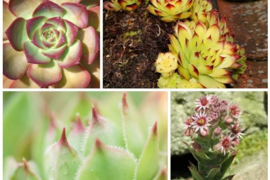 Svaka kuća treba da ima čuvarkuću: To je biljka koja leči više od 100 bolesti!