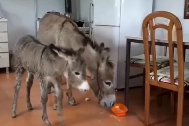 (VIDEO) Magarci ušetali u kuhinju i probali vanilice