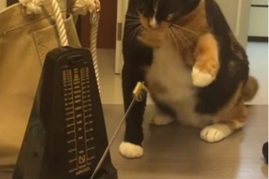 (VIDEO) Metronom isprepadao dve mace, jedna od njih rešila da se OBRAČUNA!
