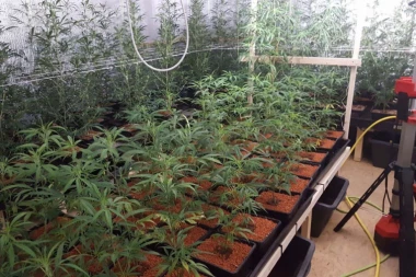 Srbi snabdevali Evropu marihuanom