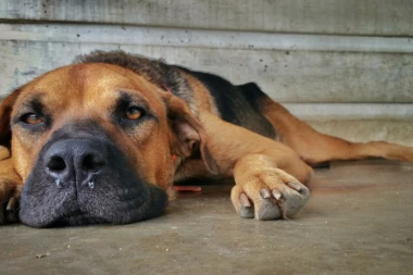 Ovi su simptomi raka kod pasa: Uočite ih na vreme i spasite vašem prijatelju život