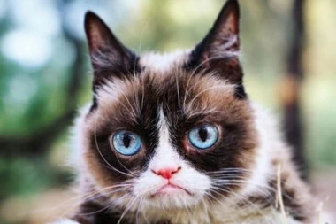 NAŠLA PREGAŽENU MAČKU NA PUTU, PA JE DRŽALA 3 MESECA U FRIŽIDERU: Kad čujete koji je RAZLOG, naježiće vam se svaka dlaka na telu!