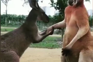 (VIDEO) Prosidba kod ljudi i životinja očigledno izaziva različite reakcije: Pogledajte kako se ovaj kengur proveo