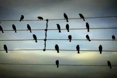 ZASTRAŠUJUĆA PROMENA U PONAŠANJU PTICA: Naučnici najavljuju katastrofu za čovečanstvo!