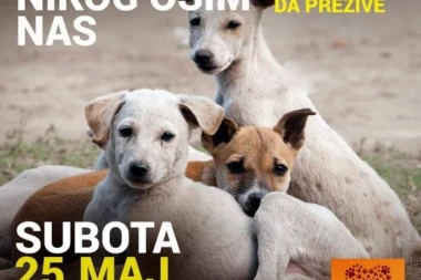 DONIRAJTE HRANU: Pomozimo udruženju Alfa da nahrani gladne kuce!