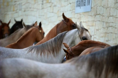 SKOLIOZA KIČME I OBOLJENJE JETRE: Zdravstveni karton izgladnelog konja iz Niša, vlasniku krivična prijava