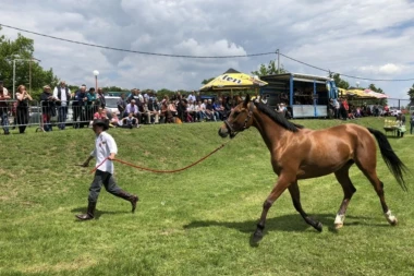 ZA LJUBITELJE GRACIOZNIH ŽIVOTINJA: Pogledajte izložbu prelepih arapskih konja