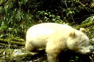 (VIDEO) Stručnjaci šokirani: Pogledajte kako izgleda jedina albino panda u divljini