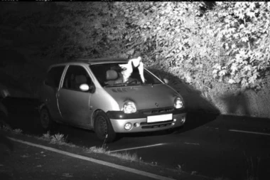 Vozač je baš imao sreće: Golub mu sakrio lice, pa policija nije mogla da mu napiše kaznu