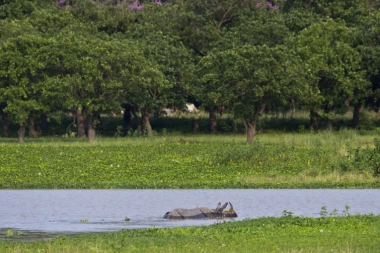 PROPALI NAPORI DA SE OČUVA VRSTA: Uginuo poslednji mužjak sumatranskog nosoroga u Maleziji