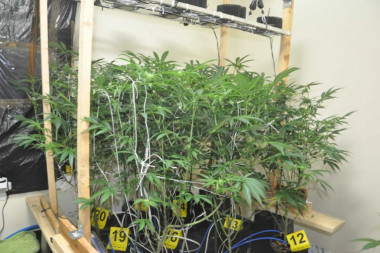 Otkrivena laboratorija marihuane u Leštanama: Uhapšene dve osobe