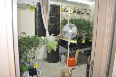 OZBILJNO SE POSVETIO GAJENJU MARIHUANE, POSADIO 45 STABLJIKI, ali mu policija pokvarila planove