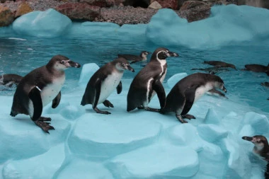Pingvini komuniciraju kao ljudi: Imaju čak dve odlike našeg govora