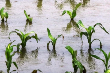 USEVI U BARAMA: Oranice u okolini Novog Sada pod vodom posle poslednje kiše