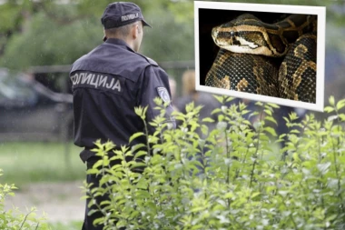 Policajca ujela zmija u Boru!