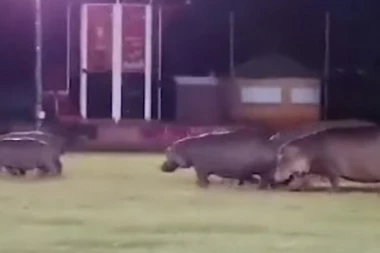 (VIDEO) URNEBESNO! Dođeš na trening ragbija, a na terenu nilski konji