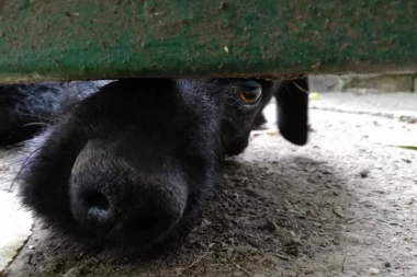 UDOMITE ČUPKA: Nedavno je prošao pakao, a sada su mu potrebni porodica i ljubav