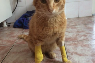 SPASITE ŽIVOT PREDIVNOM STVORENJU: Bolesnog mačora vlasnici ne žele nazad, hoće da ga uspavaju, HITNO mu treba dom!