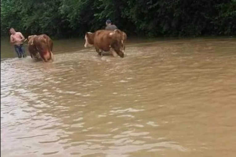 ZA RIPLIJA! Uhapšeni zbog krijumčarenja krava iz Srbije! ZA NEVEROVATI I ČIME SU I KAKO POKUŠALI DA IH PREBACE PREKO GRANICE!