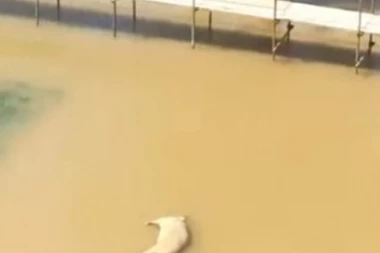 Jeziv snimak sa Brankovog mosta: Mrtva svinja pluta vodom, donele je stravične poplave