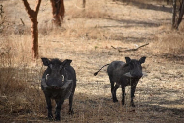 Počelo je: Lovci po Srbiji počeli da tamane zaražene divlje svinje