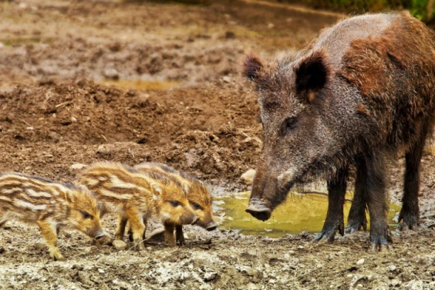 (VIDEO) OVAKVU "PLJAČKU" JOŠ NISTE VIDELI: Žena je izašla iz prodavnice, a onda su je opkolile DIVLJE SVINJE