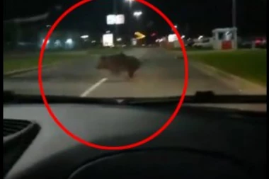 (VIDEO) NADREALNO: Divlji vepar trči kod "TC Ušće"