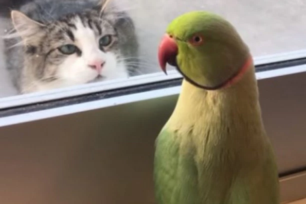 Kućni ljubimac otkriva vašu ličnost: Veseljaci nabavljaju papagaja, a vlasnike pasa i mačaka krase OVE osobine