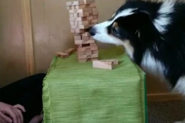 (VIDEO) SVOJSKI SE TRUDI: Ovaj pas je prvak u igri Đenga koja je zaludela i decu i starije