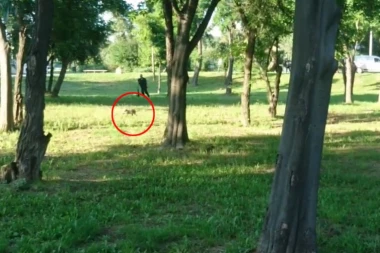 Urnebesni video "zapalio" društvene mreže: Pogledajte novi snimak potere sa mladunčetom divlje svinje na Ušću