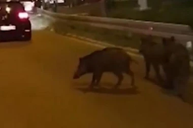 Divlje svinje usred grada, evo šta da radite ako ih sretnete
