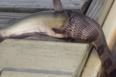 (VIDEO) IPAK PREVELIK ZALOGAJ? Zmija zgrabila celu ribu, pa ne zna kako s njom!