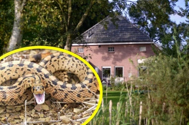 ZMIJA ČUVARKUĆA IZLAZI SAMO U JEDNOM SLUČAJU: Ovo je razlog njenog pojavljivanja, ako je ubijete NEMA VAM SPASA