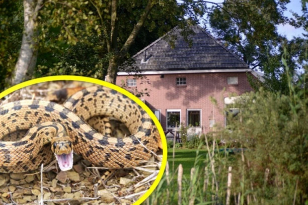 Stručnjak objasnio kako se ponašati kada vidimo ZMIJU i šta AKO NAS UJEDE! SAVETI KOJI SPAŠAVAJU ŽIVOT!