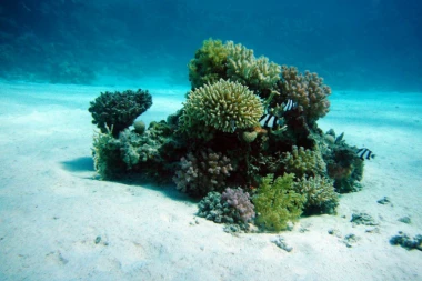 Zbog klimatskih promena Atlantski okean se "razboljeva"